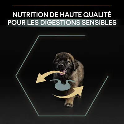 Texte : Nutrition de haute qualité pour les digestions sensibles. Chiot avec icône d’estomac et flèches illustrant la digestion.