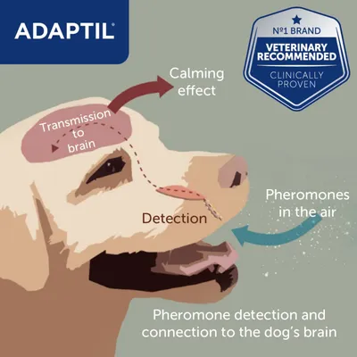 Diagram showing pheromones in the air detected by a dog's nose, transmitted to the brain, resulting in a calming effect. Includes text: 'Veterinary recommended, clinically proven.'