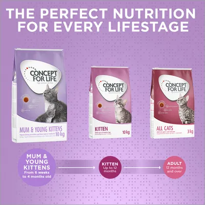Concept for Life food range showing Mum & Young Kittens for 6 weeks to 4 months, Kitten up to 12 months, and All Cats for 12 months and over. Feeding guide by age group.