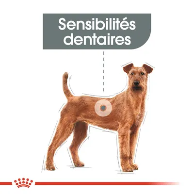 Chien illustré avec texte « Sensibilités dentaires » en haut, indiquant un focus sur la santé dentaire canine. Aucun autre texte ou marque visible.
