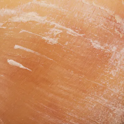 Close-up of a natural chew made from dried cattle horn with a rough surface.