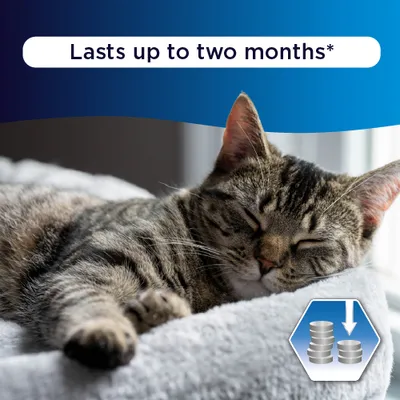 Ever Clean® Extra Strong Clumping Cat Litter - Unscented