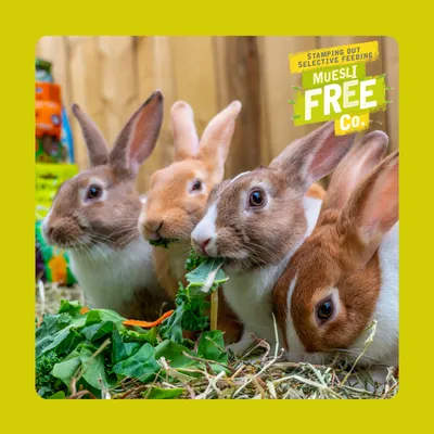 Four rabbits eating leafy greens and hay, with a visible label stating 'Stamping out selective feeding. Muesli Free Co.' in the top right corner.