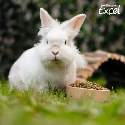 White rabbit next to a bowl with pellets, Burgess Excel logo visible in the top right corner. White rabbit next to a bowl with pellets, Burgess Excel logo visible in the top right corner.