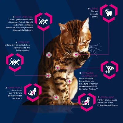 Infografiek met kat en Duitstalige tekst over voordelen: huid en vacht, vitaliteit, gebit, vetarme spieren, urinewegen, spijsvertering. Tekst in het Duits, niet in het Nederlands.