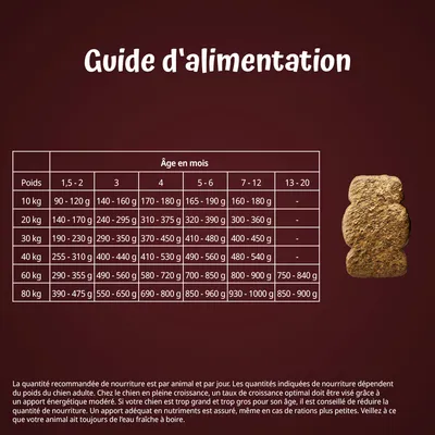 Guide d’alimentation pour chiens : tableau des quantités recommandées par poids (10 à 80 kg) et âge (1,5 à 20 mois), exemple : 10 kg, 1,5–2 mois : 90–120 g/jour. Conseils en bas de l’image.