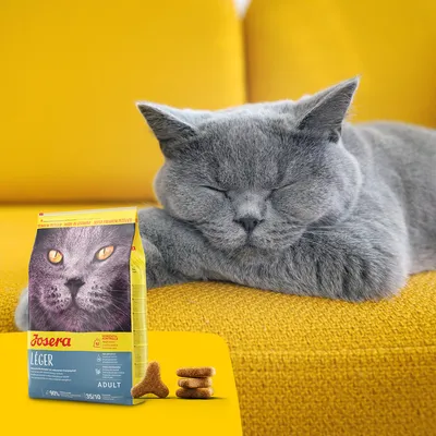 Bolsa de pienso para gatos Josera Léger Adult junto a croquetas y un gato gris sobre sofá amarillo. En el envase se ve la cara de un gato y texto: 'Josera Léger Adult'.