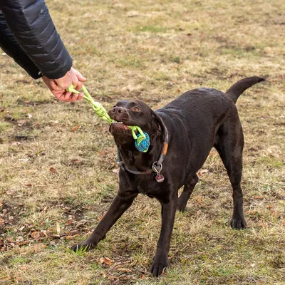 Kutya zöld köteles játékkal játszik, amelyet egy személy tart. A játék kék díszítéssel és csomókkal rendelkezik.