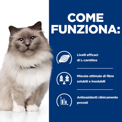 COME FUNZIONA: Livelli efficaci di L-carnitina, miscela ottimale di fibre solubili e insolubili, antiossidanti clinicamente provati. Gatto a pelo lungo con collare blu visibile.