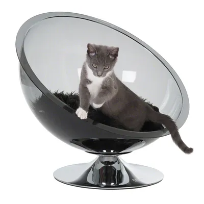 Grey cat sitting in a modern, black and transparent cat bed with round design on a metal base.