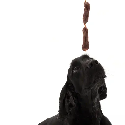 Black dog looks at hanging brown dog snacks, focus on product use.