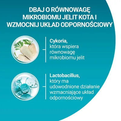 Dbaj o równowagę mikrobiomu jelit kota i wzmocnij układ odpornościowy. Cykoria wspiera mikrobiom jelit, Lactobacillus wzmacnia odporność – informacje na grafice.