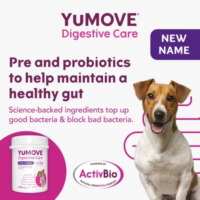YuMOVE Digestive Care pre and probiotics help maintain a healthy gut. Science-backed ingredients support good bacteria and block bad bacteria. New name. Powered by ActivBio.