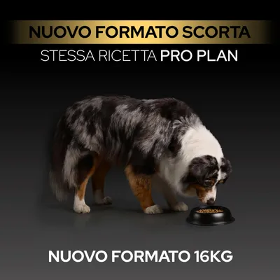 NUOVO FORMATO SCORTA, STESSA RICETTA PRO PLAN, NUOVO FORMATO 16KG. Cane mangia dalla ciotola. NUOVO FORMATO SCORTA, STESSA RICETTA PRO PLAN, NUOVO FORMATO 16KG. Cane mangia dalla ciotola.
