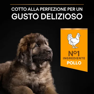 Cotto alla perfezione per un gusto delizioso. N°1 ingrediente pollo.