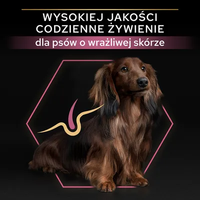 Wysokiej jakości codzienne żywienie dla psów o wrażliwej skórze – tekst na tle zdjęcia psa rasy jamnik długowłosy z graficznym symbolem skóry.