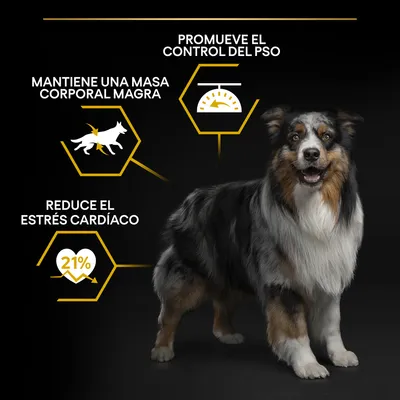 Perro junto a textos: 'Promueve el control del peso', 'Mantiene una masa corporal magra', 'Reduce el estrés cardíaco 21%'. Gráficos de báscula, perro corriendo y corazón.