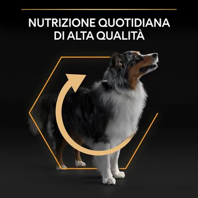 Testo: Nutrizione quotidiana di alta qualità. Cane adulto in piedi con grafica esagonale e freccia gialla attorno al corpo.