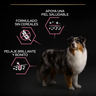 Formulado sin cereales, apoya una piel saludable, pelaje brillante y bonito. Texto visible junto a un perro de pelaje largo y tricolor sobre fondo negro.
