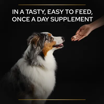 IN A TASTY, EASY TO FEED, ONCE A DAY SUPPLEMENT