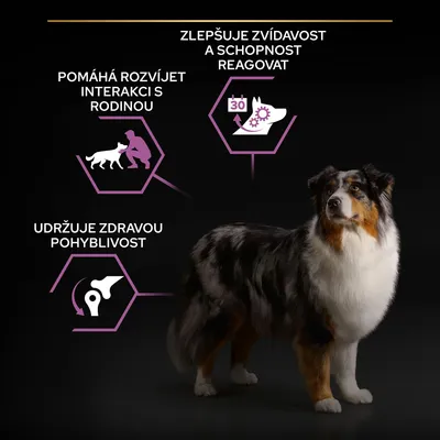 Text: Pomáhá rozvíjet interakci s rodinou, Udržuje zdravou pohyblivost, Zlepšuje zvídavost a schopnost reagovat. Obrázek psa vedle ikon a textů.
