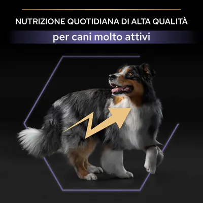 Nutrizione quotidiana di alta qualità per cani molto attivi, testo su immagine con cane adulto e freccia gialla stilizzata sul corpo.
