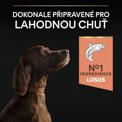 Text v češtine: Dokonale připravené pro lahodnou chuť. N°1 ingredience losos. Obrázok psa a ilustrácia ryby.