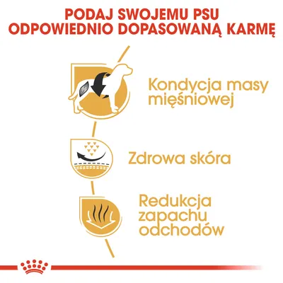 Podaj swojemu psu odpowiednio dopasowaną karmę. Kondycja masy mięśniowej, zdrowa skóra, redukcja zapachu odchodów – tekst i ikony na białym tle.
