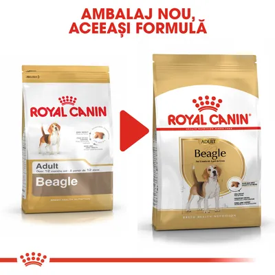 Comparare ambalaj vechi și nou pentru Royal Canin Adult Beagle, peste 12 luni. Text vizibil: 'AMBALAJ NOU, ACEEAȘI FORMULĂ'. Imaginea arată două pungi cu design diferit.