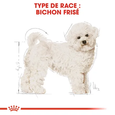 Type de race : Bichon Frisé, illustration d’un chien blanc bouclé avec schéma de proportions. Texte en haut : TYPE DE RACE : BICHON FRISÉ.