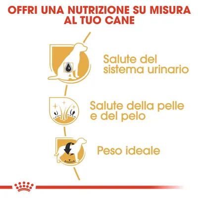 Offri una nutrizione su misura al tuo cane: salute del sistema urinario, salute della pelle e del pelo, peso ideale.