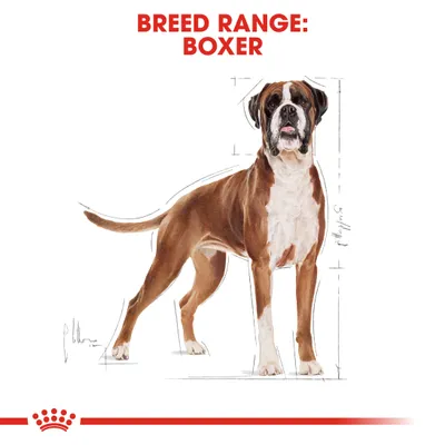 Kuvassa bokseri-rotuinen koira, yläpuolella teksti: BREED RANGE: BOXER. Taustalla mittaviivoja rodun kokoon liittyen.