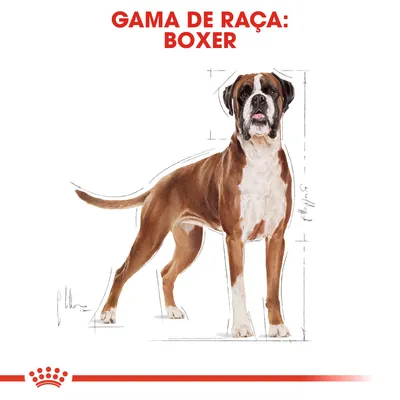 GAMA DE RAÇA: BOXER em letras vermelhas acima de ilustração de um cão Boxer de pêlo castanho e branco, com linhas de esboço ao redor. Logótipo Royal Canin visível em baixo.