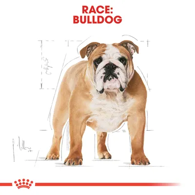 Race: Bulldog. Illustration af en bulldog med tekst øverst i billedet.