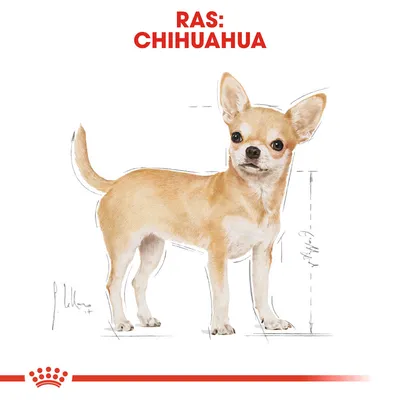 Illustratie van een Chihuahua met rode tekst bovenaan: 'Ras: Chihuahua'. Meetlijnen zichtbaar naast het lichaam. Royal Canin kroonlogo onderaan.