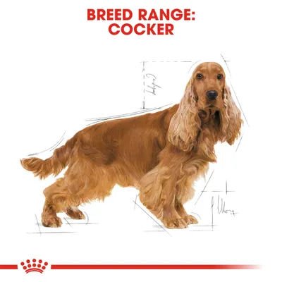 Illustration of a Cocker breed with the text 'Breed Range: Cocker' above, indicating product suitability for this breed.
