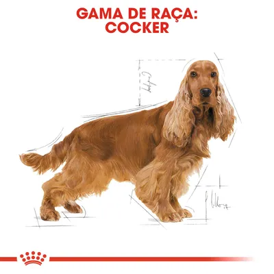 Ilustração de um cão com pelo castanho e texto visível: 'GAMA DE RAÇA: COCKER'.