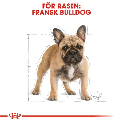 Text: FÖR RASEN: FRANSK BULLDOG. Illustration av en fransk bulldogg med skissade måttlinjer runt kroppen.