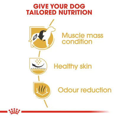 Englanninkielinen teksti: GIVE YOUR DOG TAILORED NUTRITION, Muscle mass condition, Healthy skin, Odour reduction. Kolme kuvaketta koiran lihaksista, ihosta ja hajun vähentämisestä.