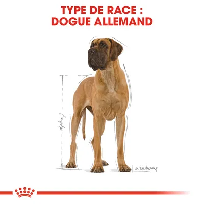 Type de race : Dogue Allemand, illustration d’un grand chien marron debout avec des lignes de mesure autour du corps.