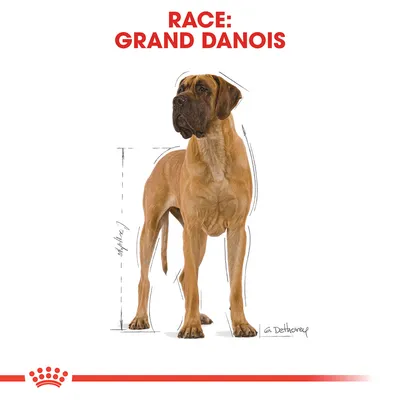 Race: Grand Danois. Illustration af en stor hund med optegnede linjer, der viser højde og proportioner.