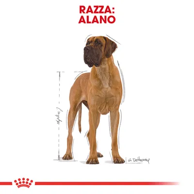 Immagine di un cane con testo in alto: RAZZA: ALANO. Linee tratteggiate indicano le dimensioni del cane. Immagine di un cane con testo in alto: RAZZA: ALANO. Linee tratteggiate indicano le dimensioni del cane.