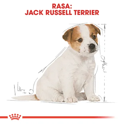 Rasa: Jack Russell Terrier, ilustracja psa z zaznaczonymi liniami pomiarowymi wysokości i długości ciała. Widoczny napis na górze: RASA: JACK RUSSELL TERRIER.