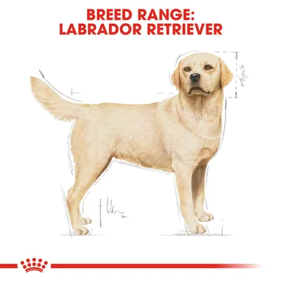 Σχέδιο σκύλου με τίτλο BREED RANGE: LABRADOR RETRIEVER επάνω, δείχνει τη σωματική διάπλαση της φυλής Labrador Retriever με διαστάσεις σώματος.