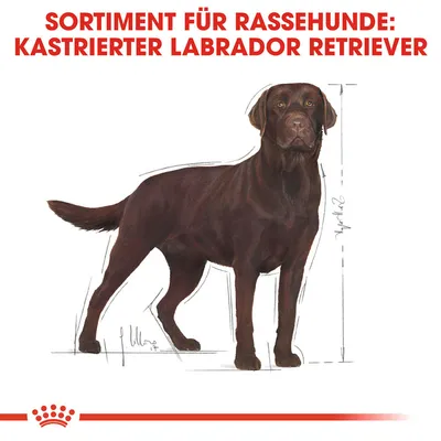 Sortiment für Rassehunde: kastrierter Labrador Retriever. Illustration eines braunen Labradors mit Massangaben.