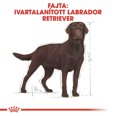 Fajta: ivartalanított labrador retriever felirat, barna labrador illusztráció méretvonalakkal.