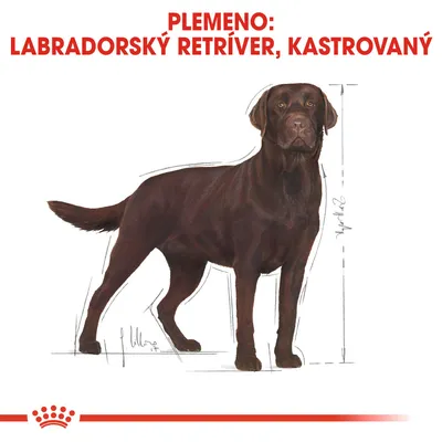 Text: Plemeno: Labradorský retríver, kastrovaný. Ilustrácia hnedého labradora s vyznačením výšky postavy.