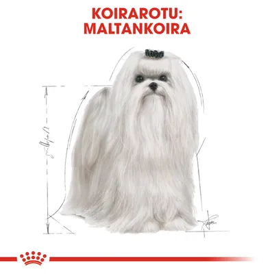 Koirarotu: Maltankoira. Kuvassa pitkäkarvainen valkoinen koira, taustalla mittaviivoja. Teksti ylhäällä: KOIRAROTU: MALTANKOIRA.
