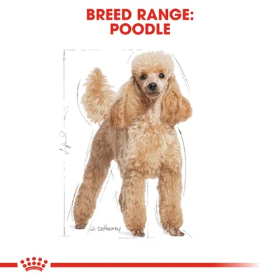 Ilustracija pudle s natpisom 'Breed range: Poodle' na vrhu slike. Prikazane su proporcije tijela pasmine.