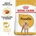 Royal Canin Caniche Adult